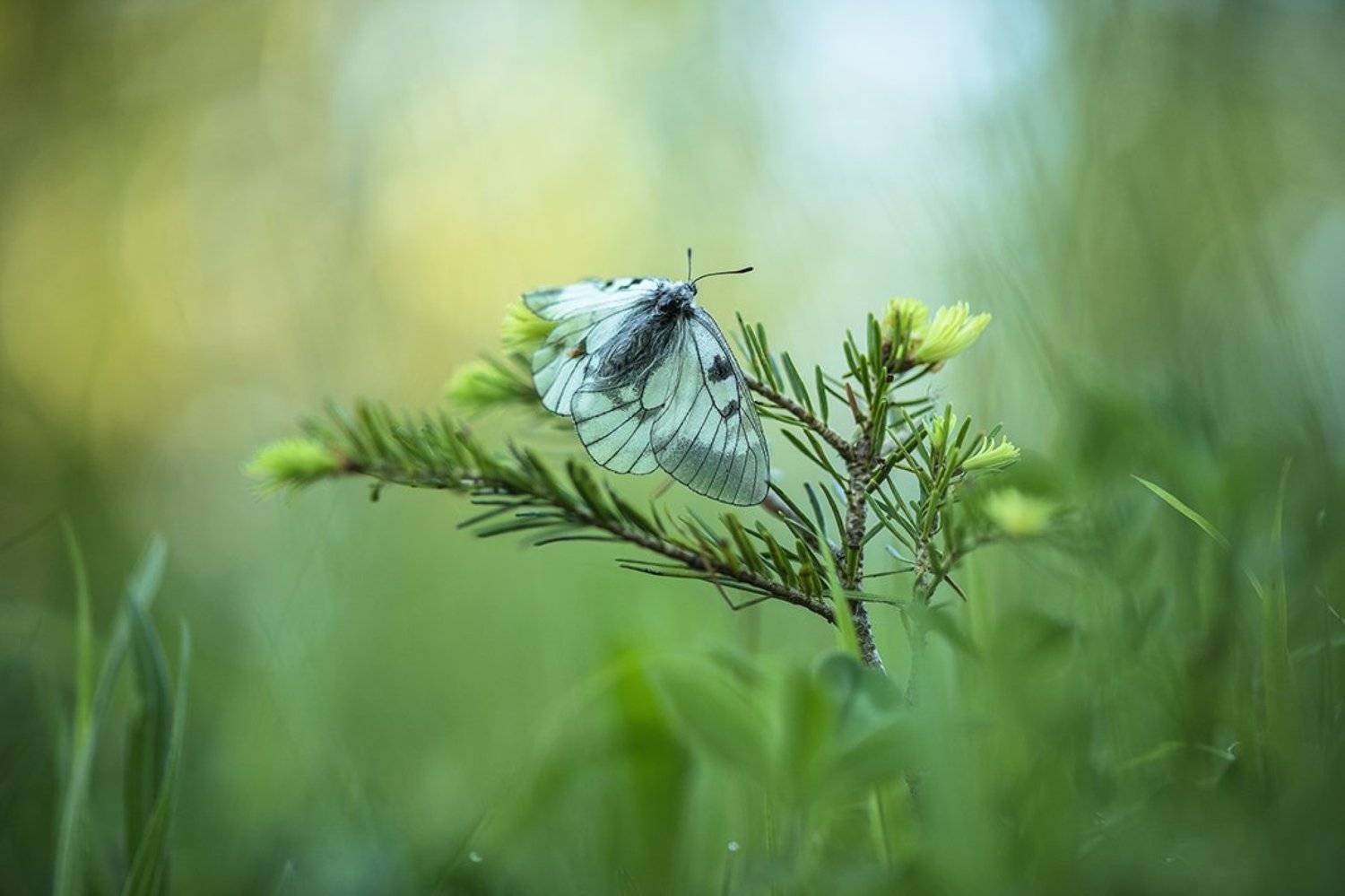макро, бабочка, мнемозина, утро, свет, сон, родилась, красота, позитив,, Геннадий Мещеряков