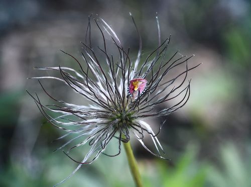 Сон-трава: кризис среднего возраста