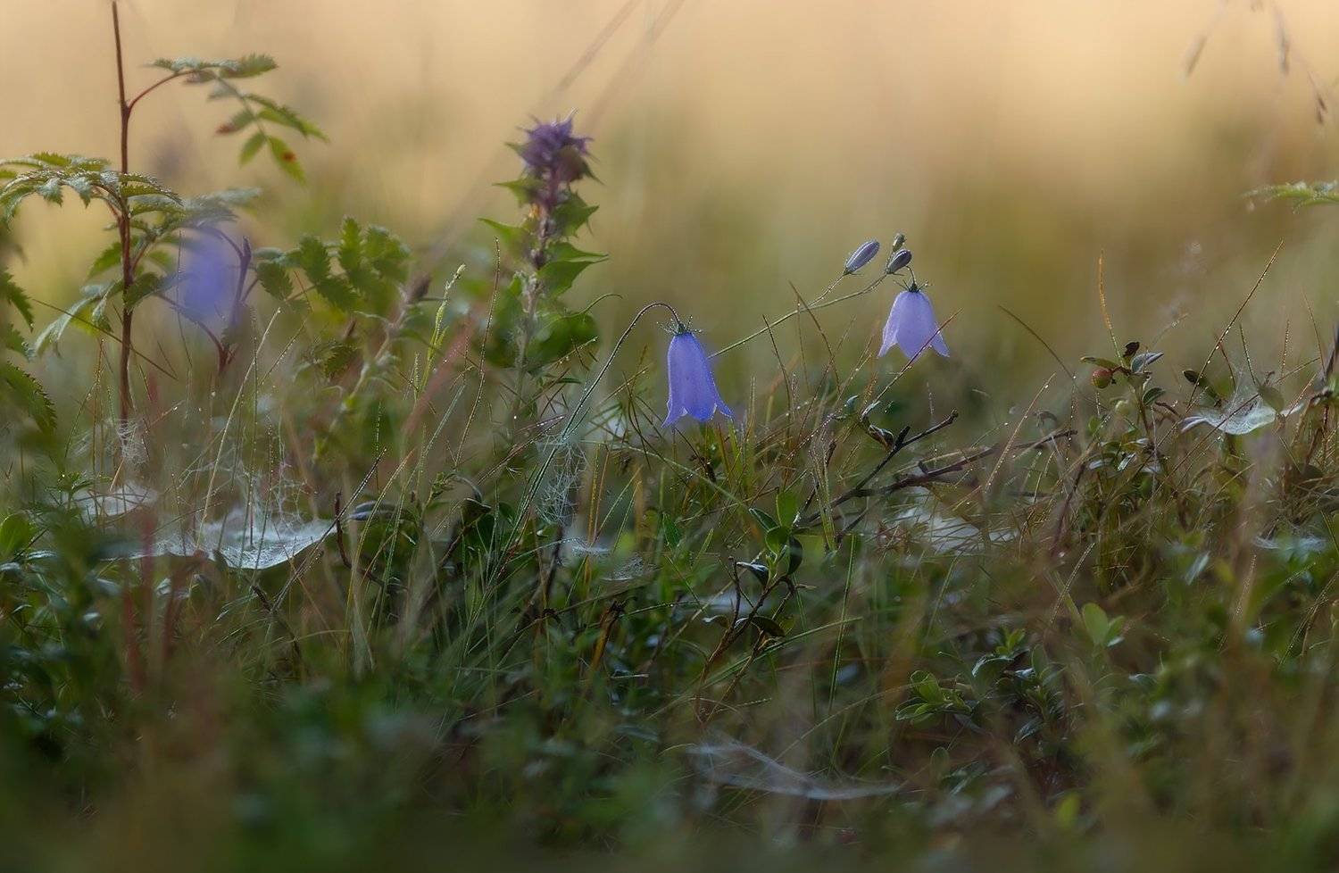 павловскийпарк, павловск, Таня SHE (Aiya)