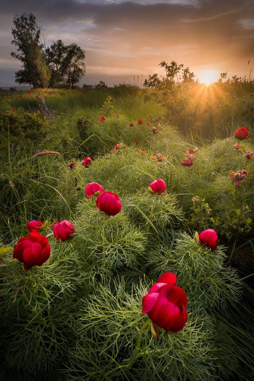 , Mая Врънгова
