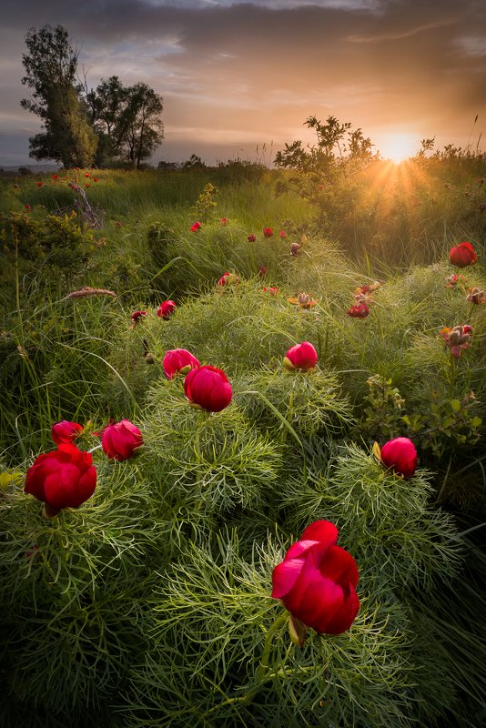 Bulgarian wild peonies фото превью