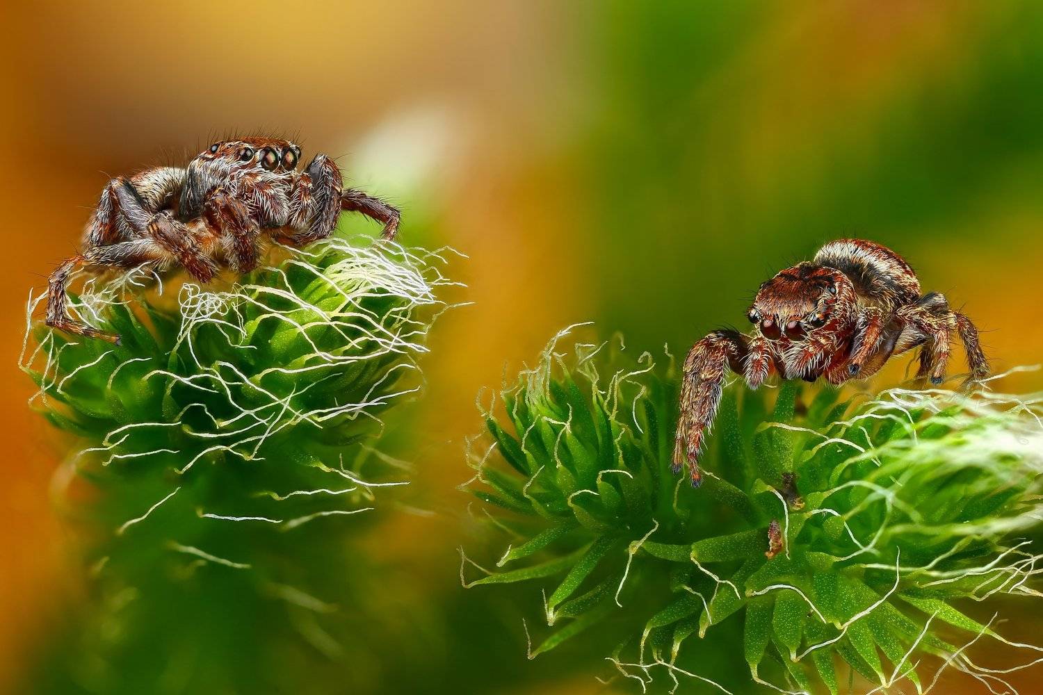 , Андрей Шаповалов