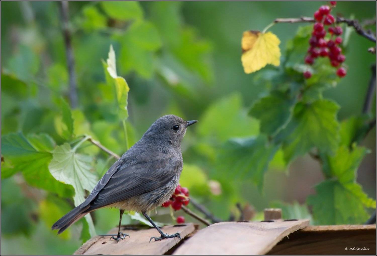горихвостка,чернушка,смородина,созрела, Александр Чувилин