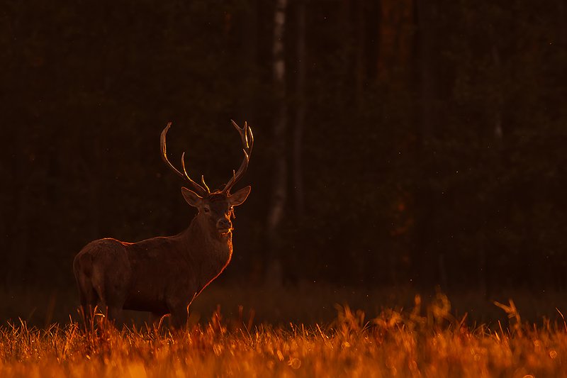 Oblany słońcem фото превью