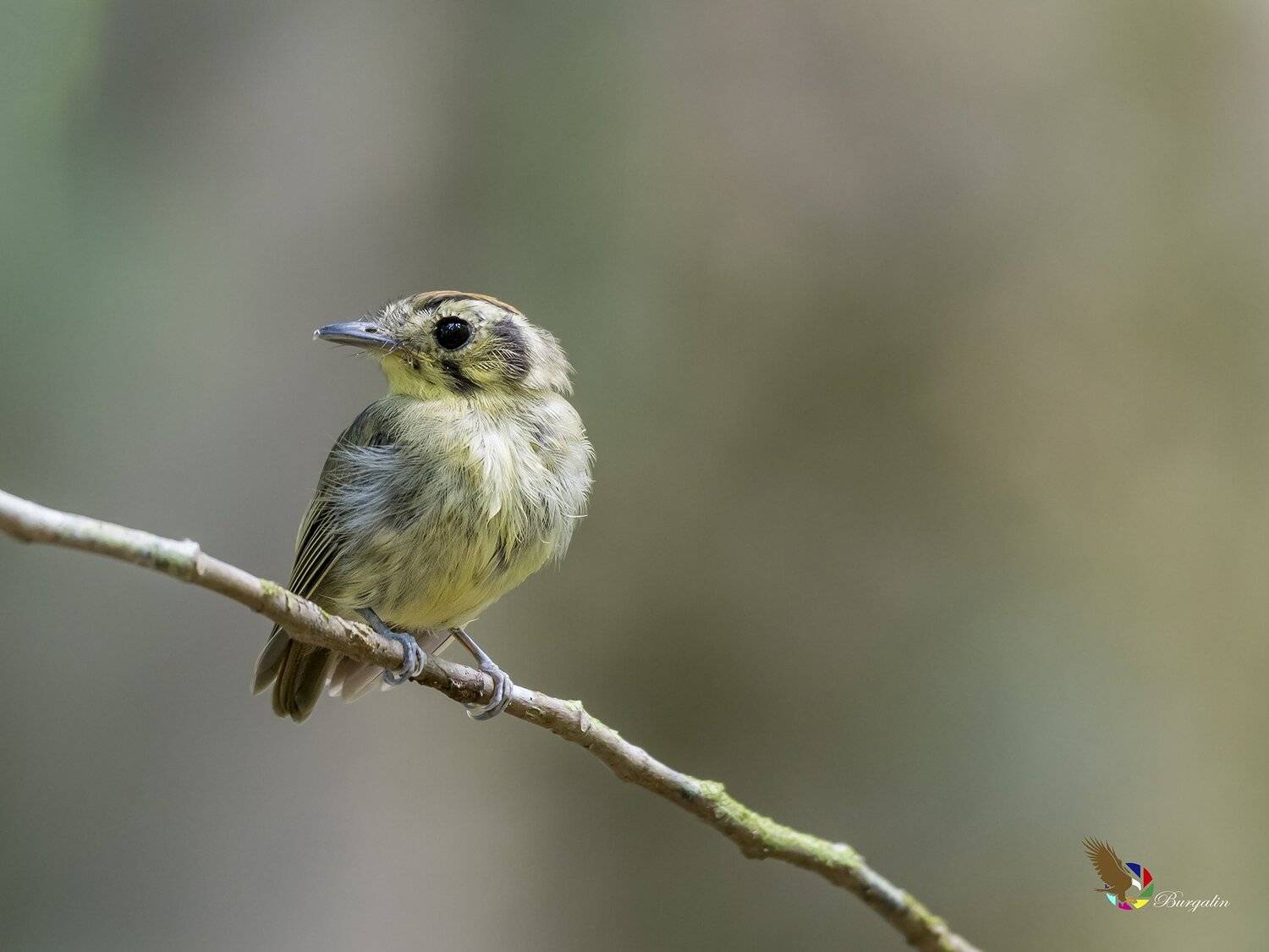 , Fernando Burgalin Sequeira