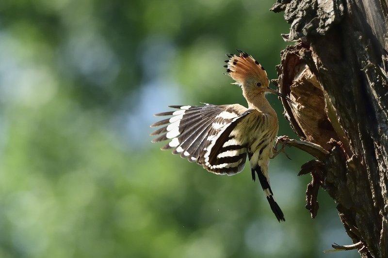 птицы birds Upupa epops фото превью