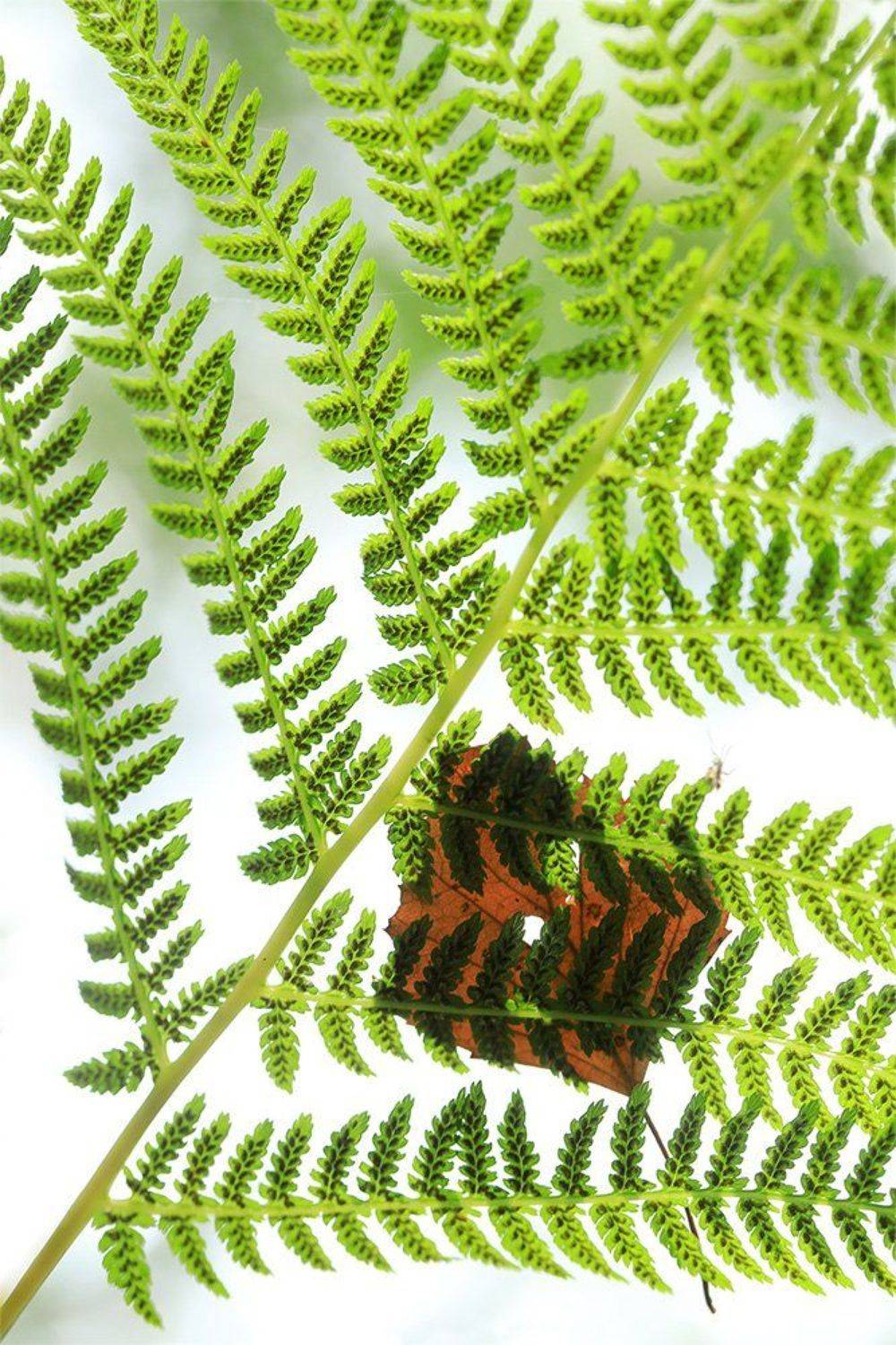 , Иваненко Светлана