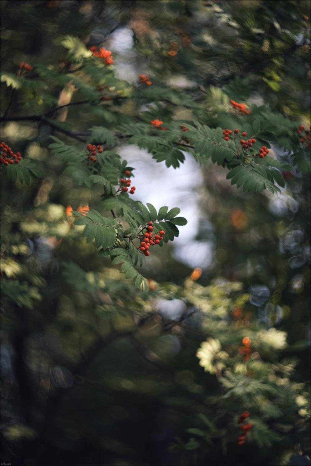 , Ариадна Белкина