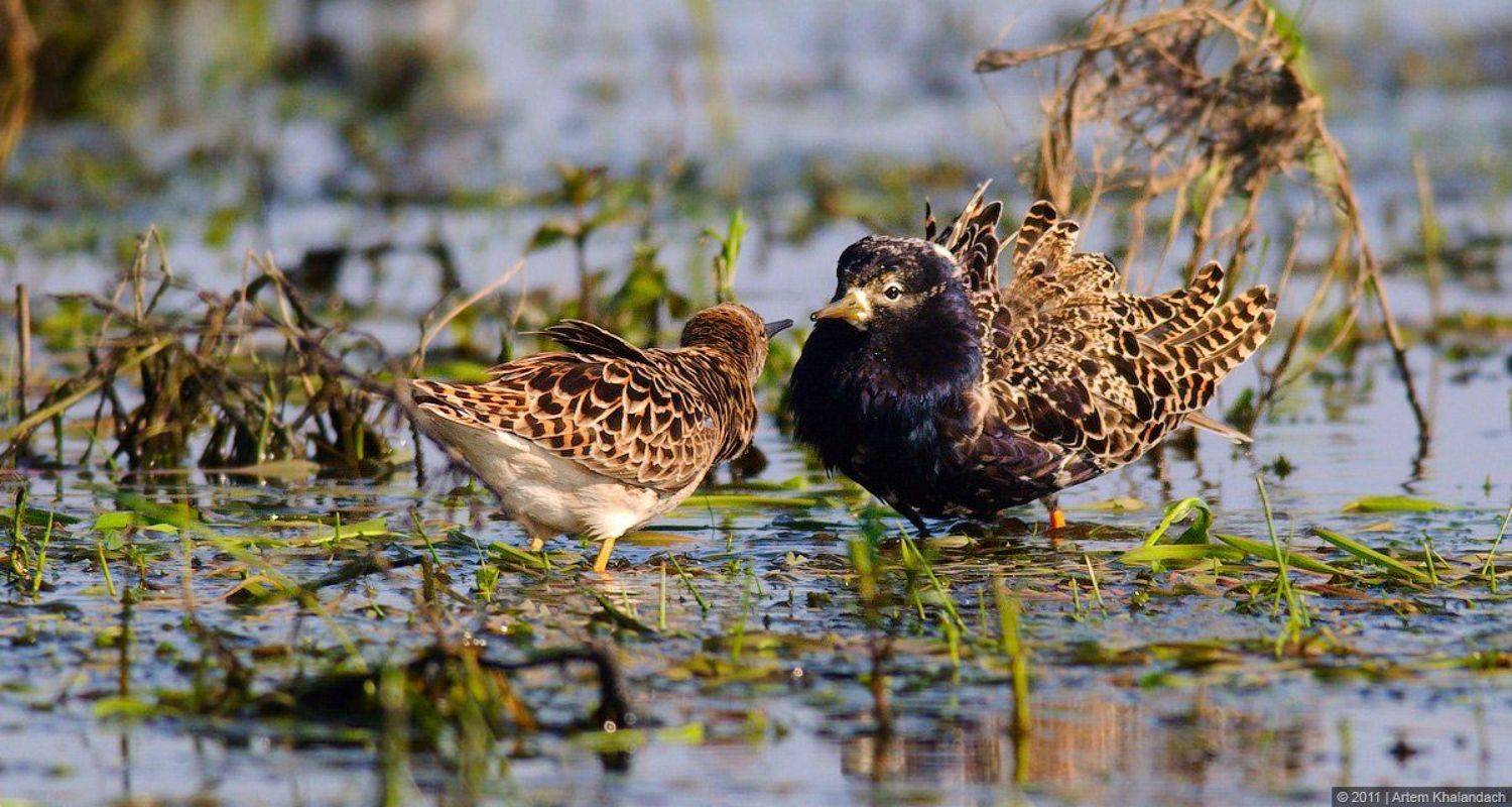 турухтаны, любовь, весна, Артем Халандач