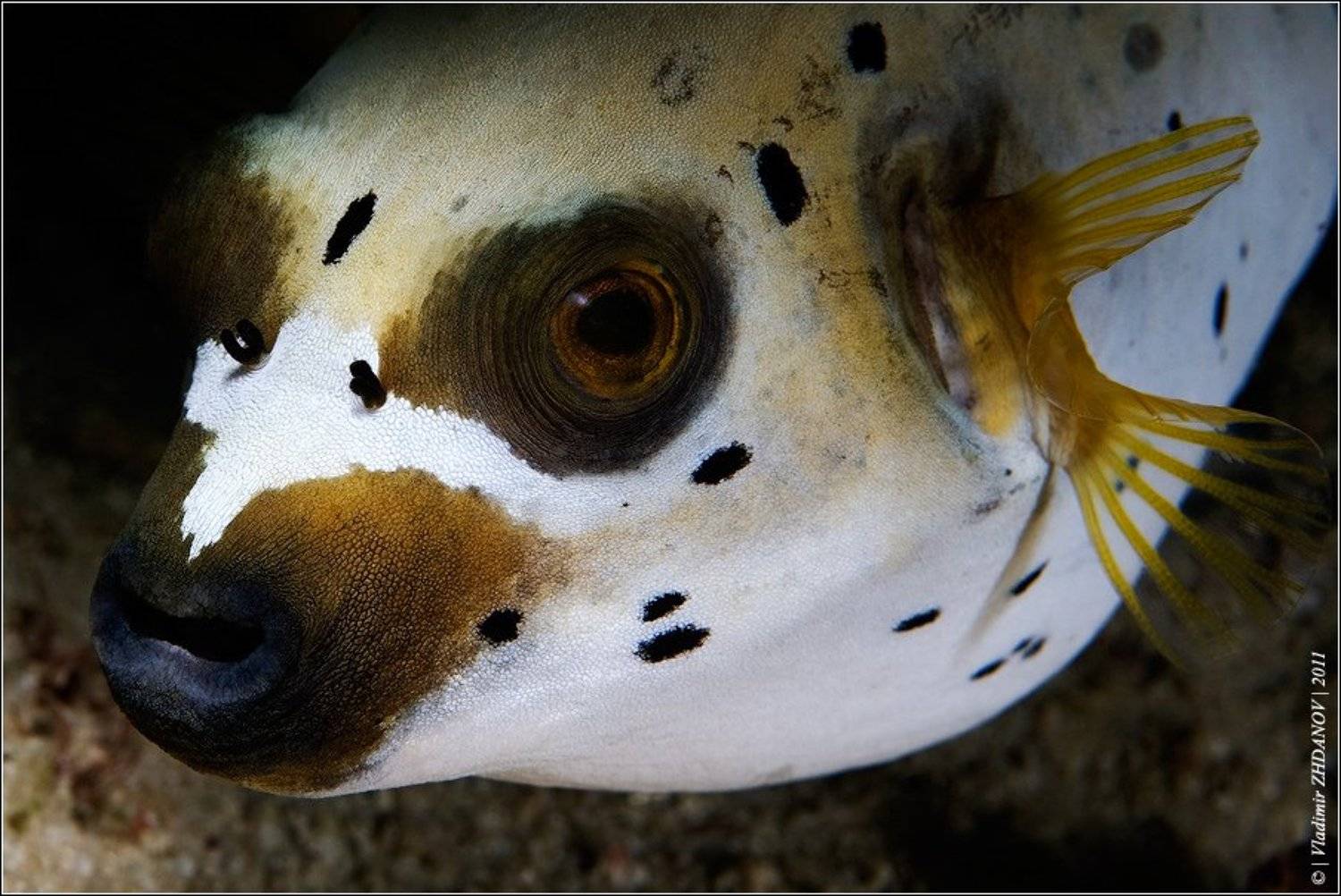 , Владимир Жданов