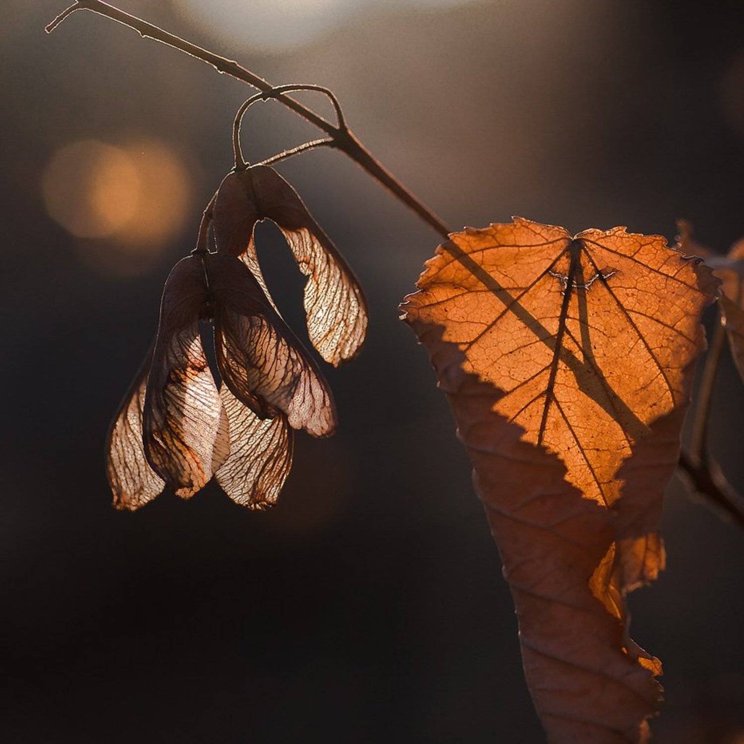 , Качурин Алексей