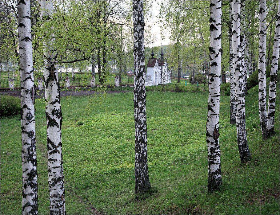 весна, май, плёс, берёзы, утро, Victor Pechenev