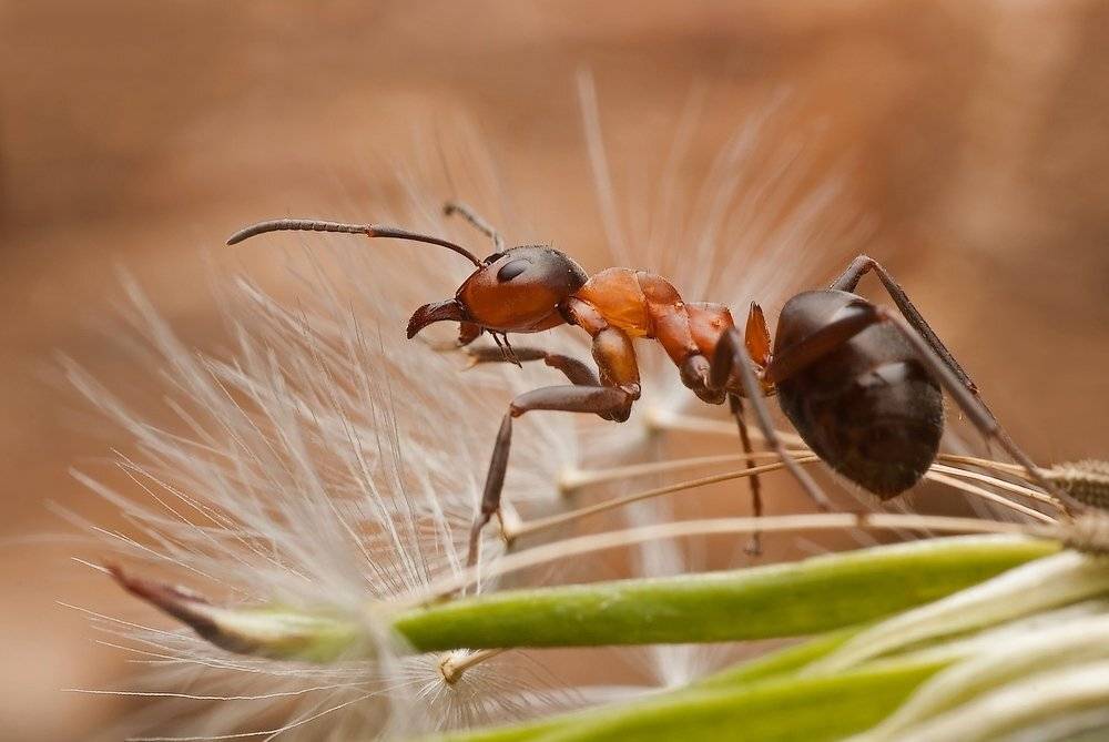 mr&oacute;wka.., Rafal Karalus