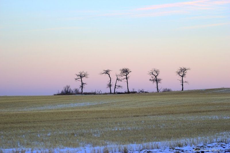 march, trees, field, evening, sunset March фото превью
