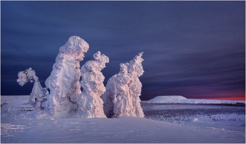 Они приходят каждую зиму и уходят весной...