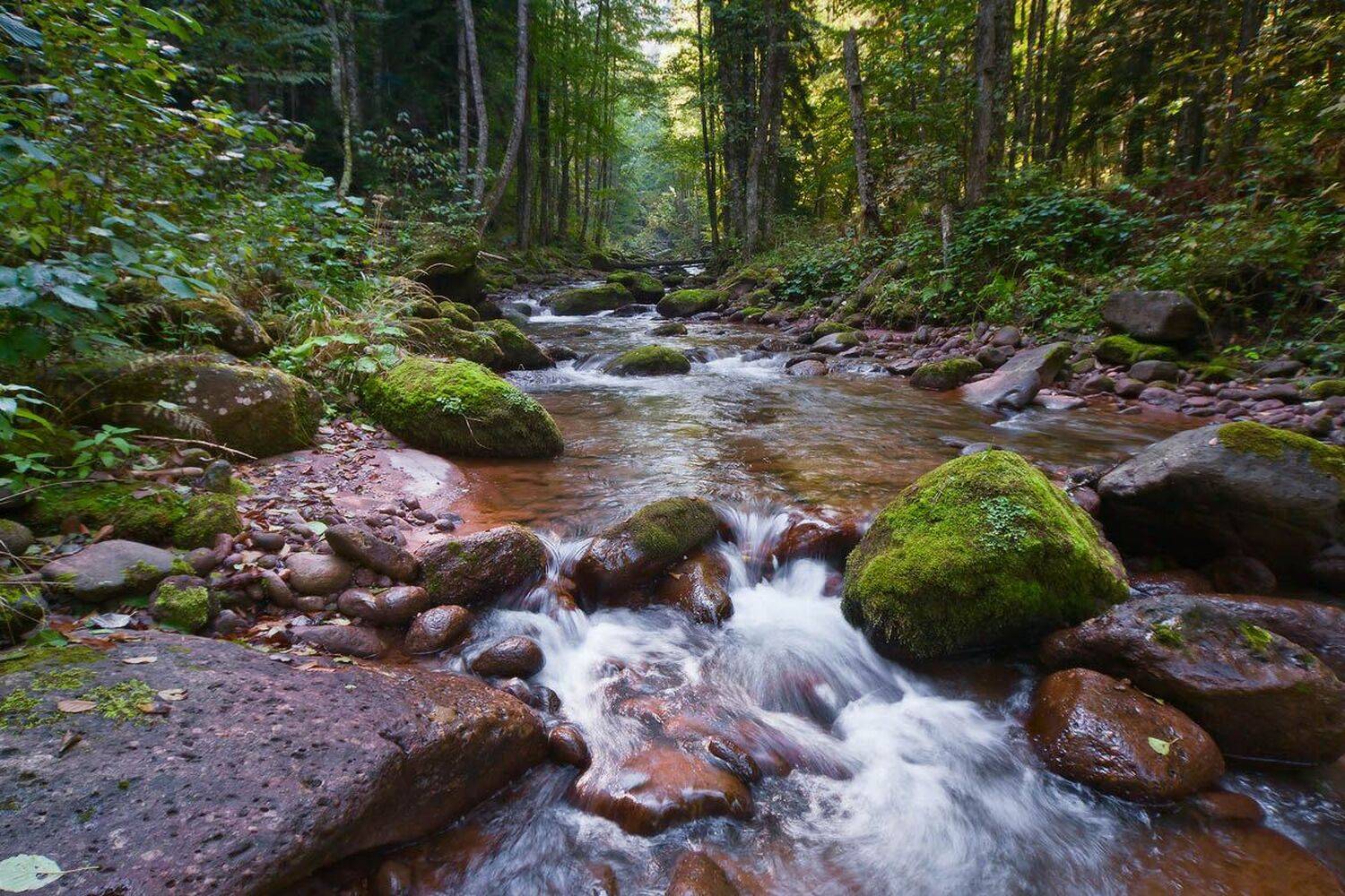 шантацара, рожкао, лес, Николай Мысливцев