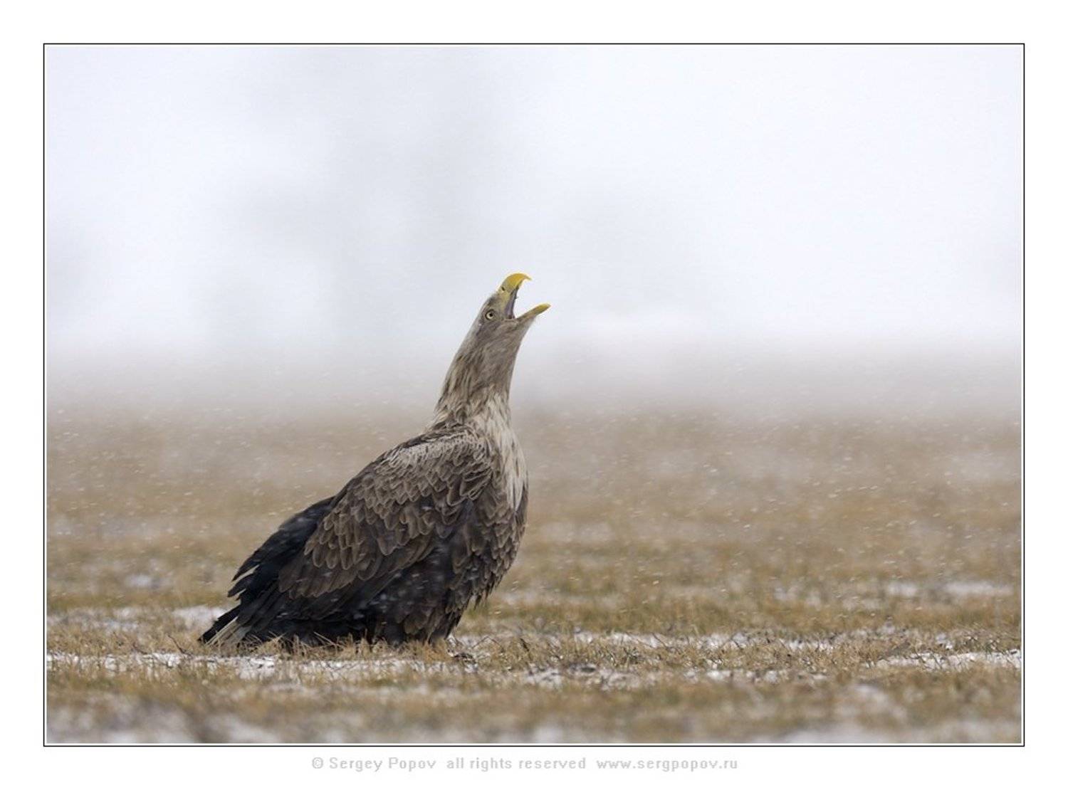 орланы-белохвосты, дикая природа, Попов Сергей