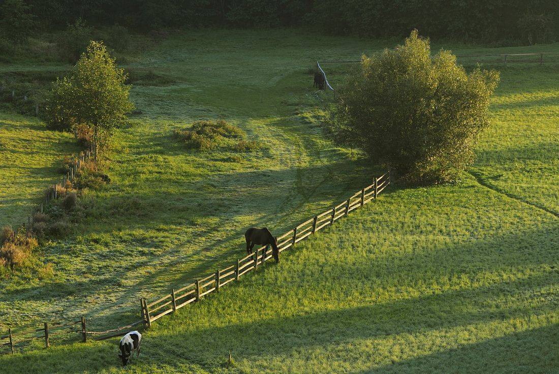утро,солнце,трава,лошадь,село,осень, Володимир Карчевський
