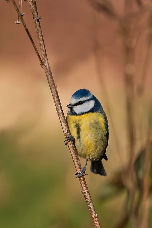 blue tit фото превью