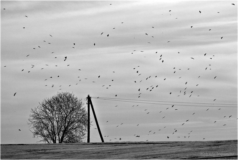 птицы, зима, холод хО/\\од фото превью