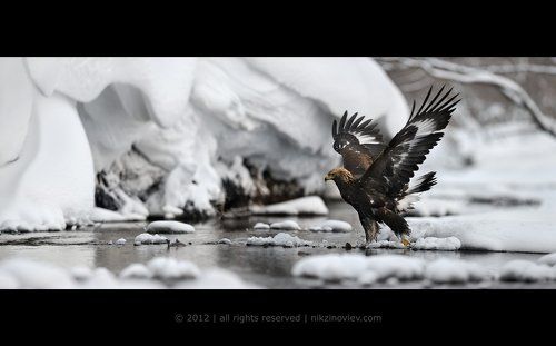 Беркут на Этамынке