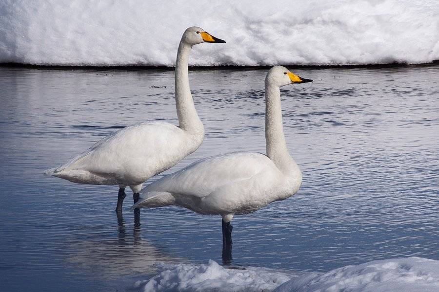 камчатка, лебеди, река, весна, Денис Будьков