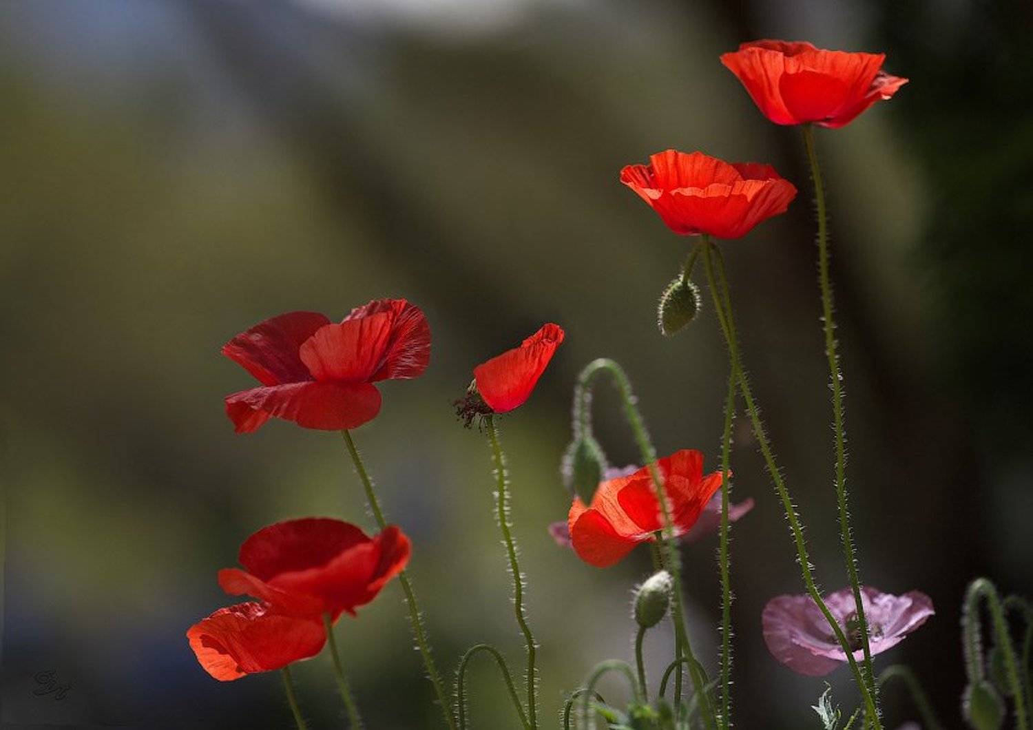 маки, Виктор Бут