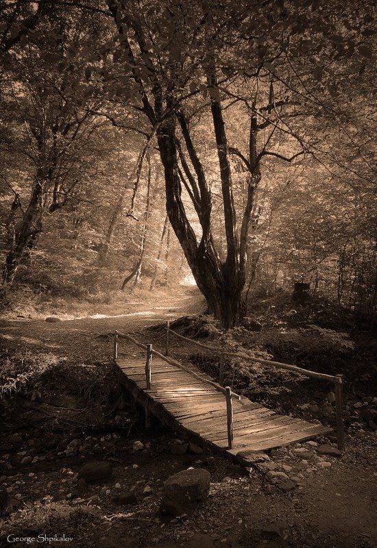 ...следы невиданных зверей фото превью