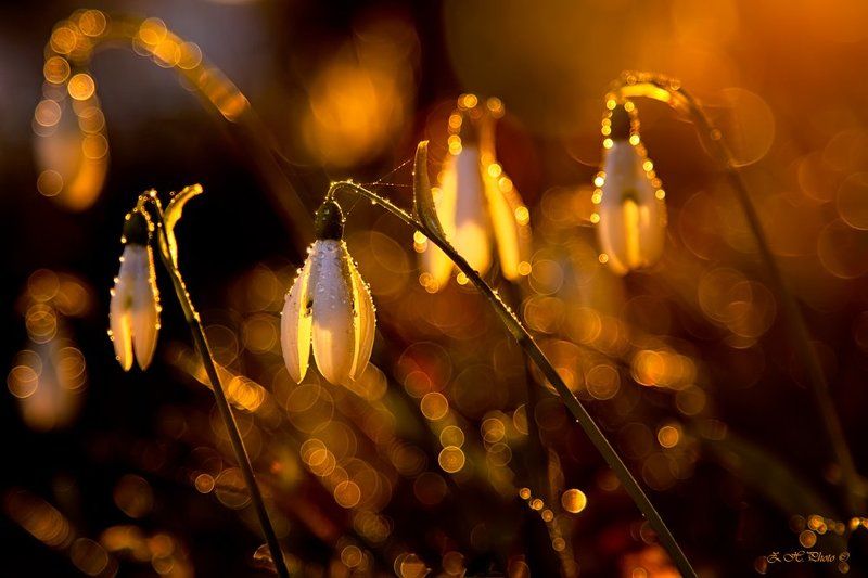sunset, rain, drops, bokeh, golden, snowbells Snowbells in sunset фото превью