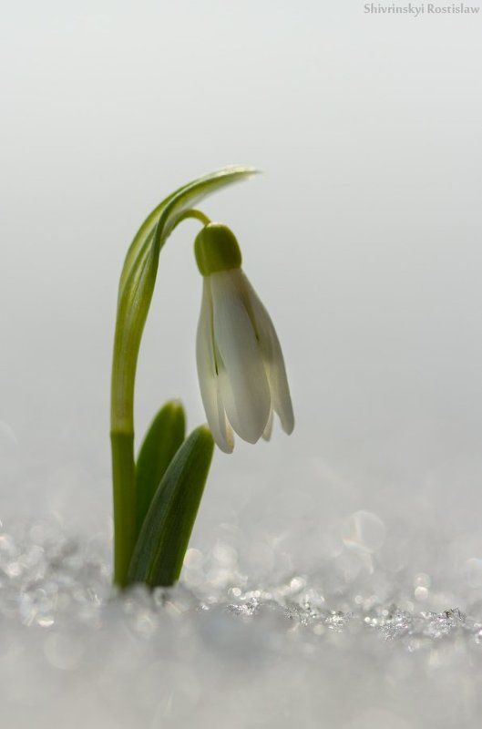 подснежник, снег, макро, ростислав, 7d, 100mm Первые... фото превью