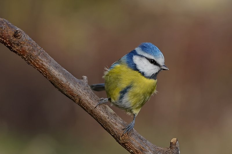 blue tit фото превью