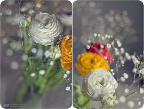 Ранункулусы