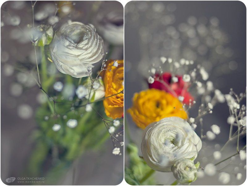 ранункулусы, диптих, цветы Ранункулусы фото превью