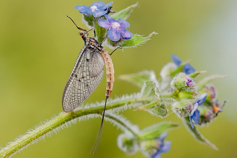 . фото превью