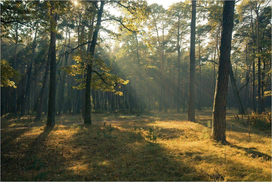 , Николай Шахманцир