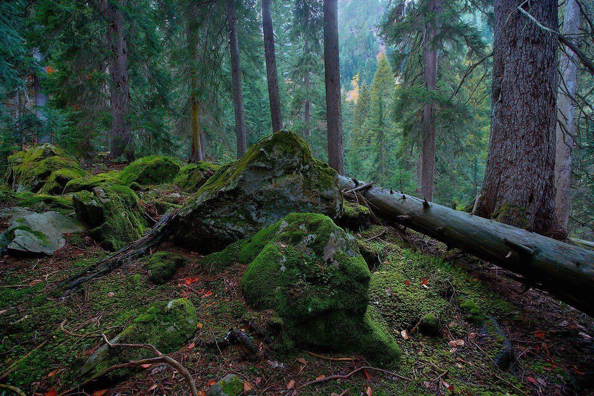 домбай, Владимир L