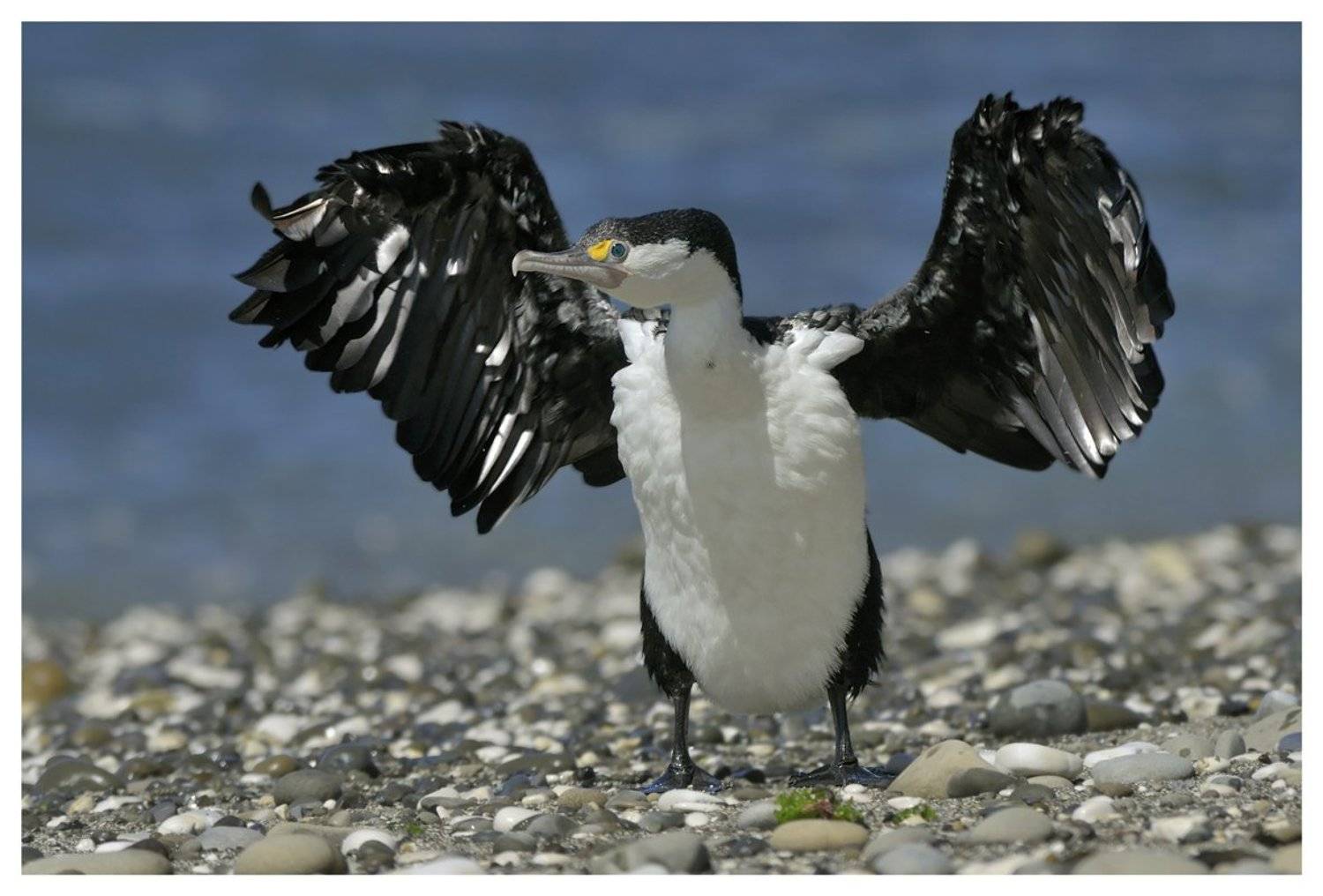 phalacrocorax, varius, varius;, adult;, non-breeding, dress;, southern, island;, new, zealand;, Наталья Паклина