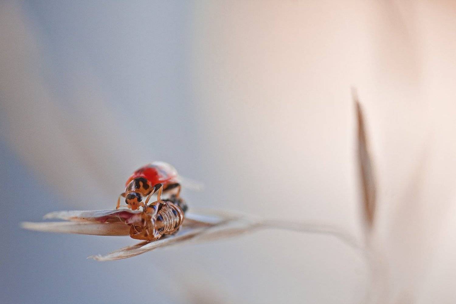 , Качурин Алексей