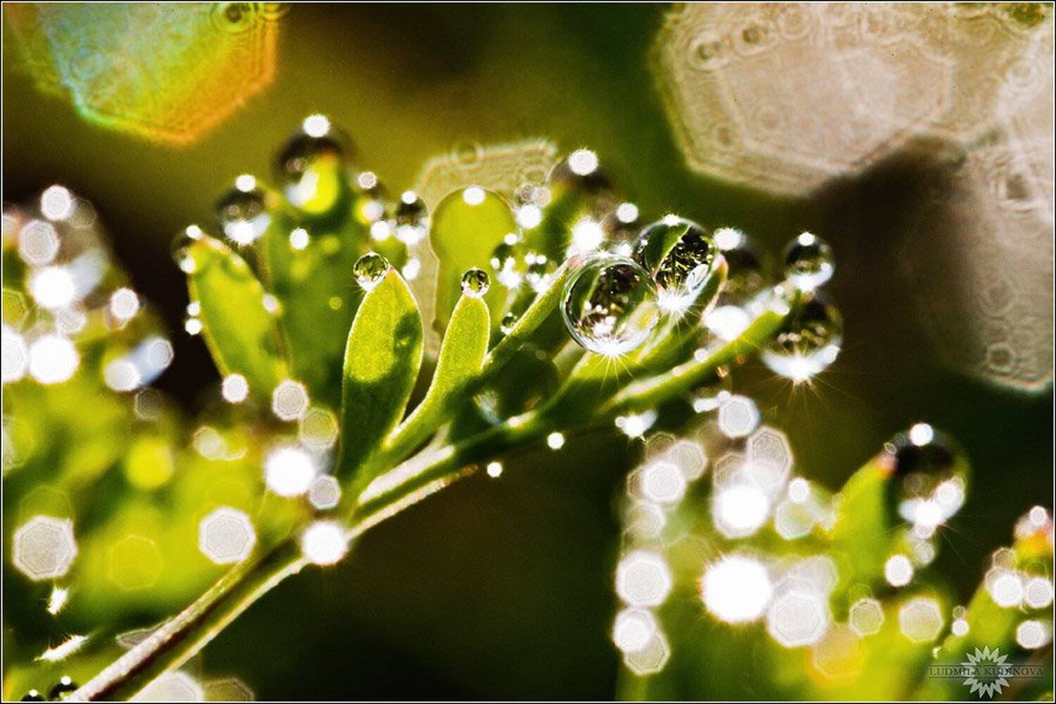 утро, вода, капли, макро, красота, природа, роса, Людмила Кудинова