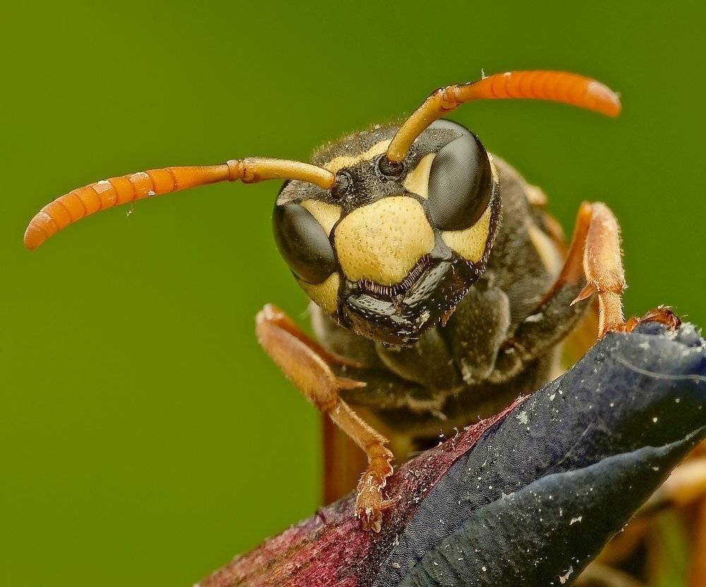 klecanka, pospolita..., Rafal Karalus