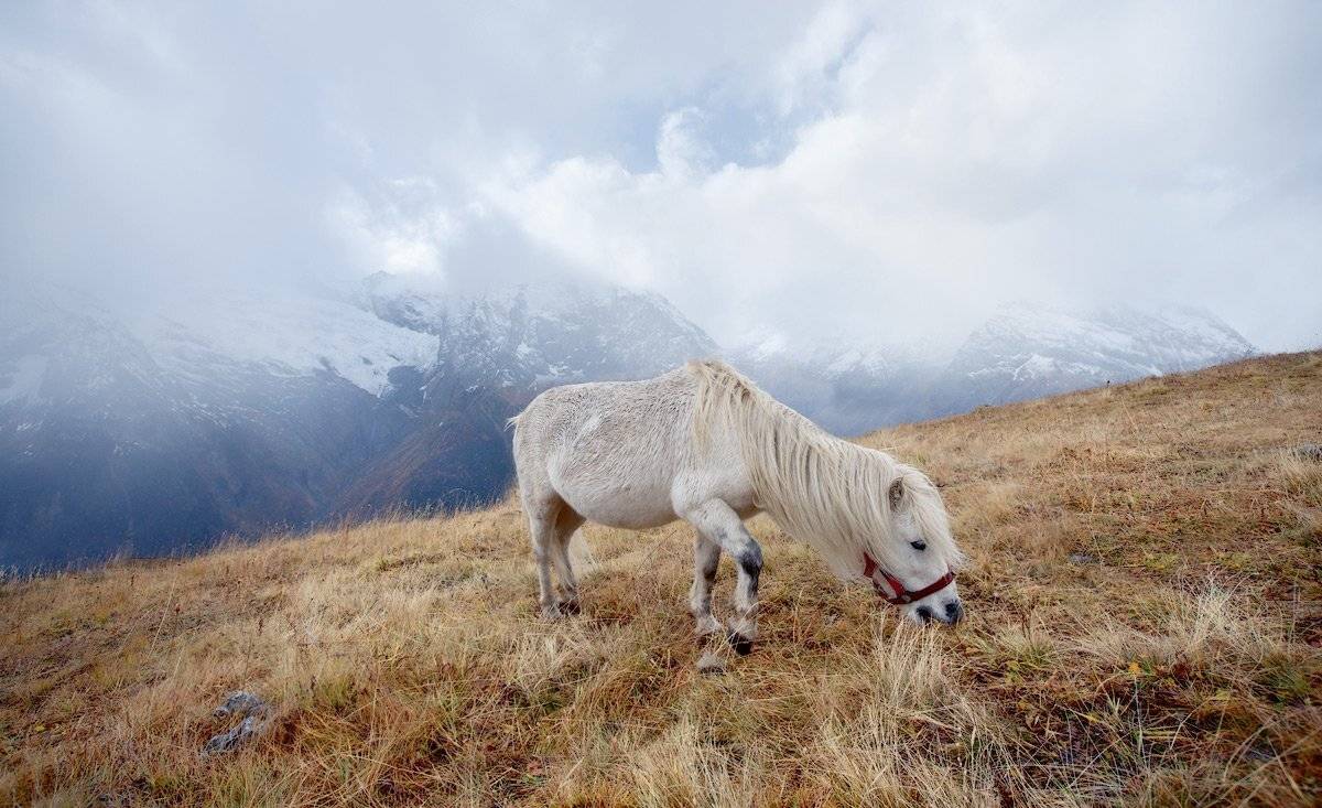 домбай, Владимир L
