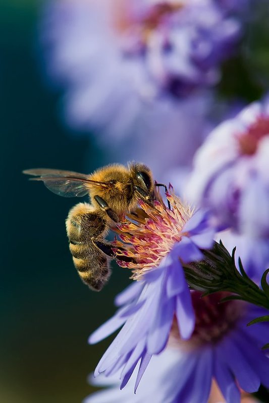 bee фото превью