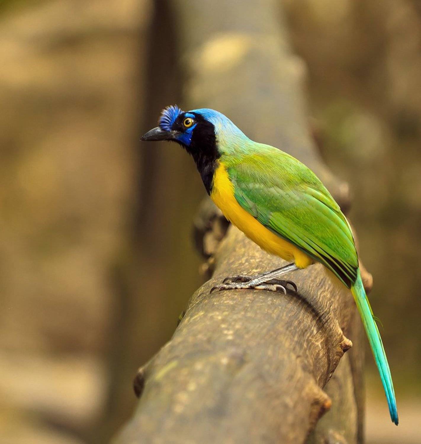 зеленая сойка, венесуэла, Николай Попов