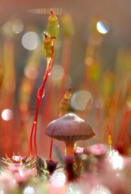 мох, роса, гриб Magical forest фото превью