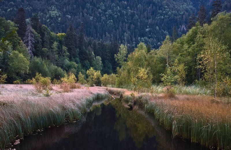 Когда лес еще в утренней дрёме. фото превью
