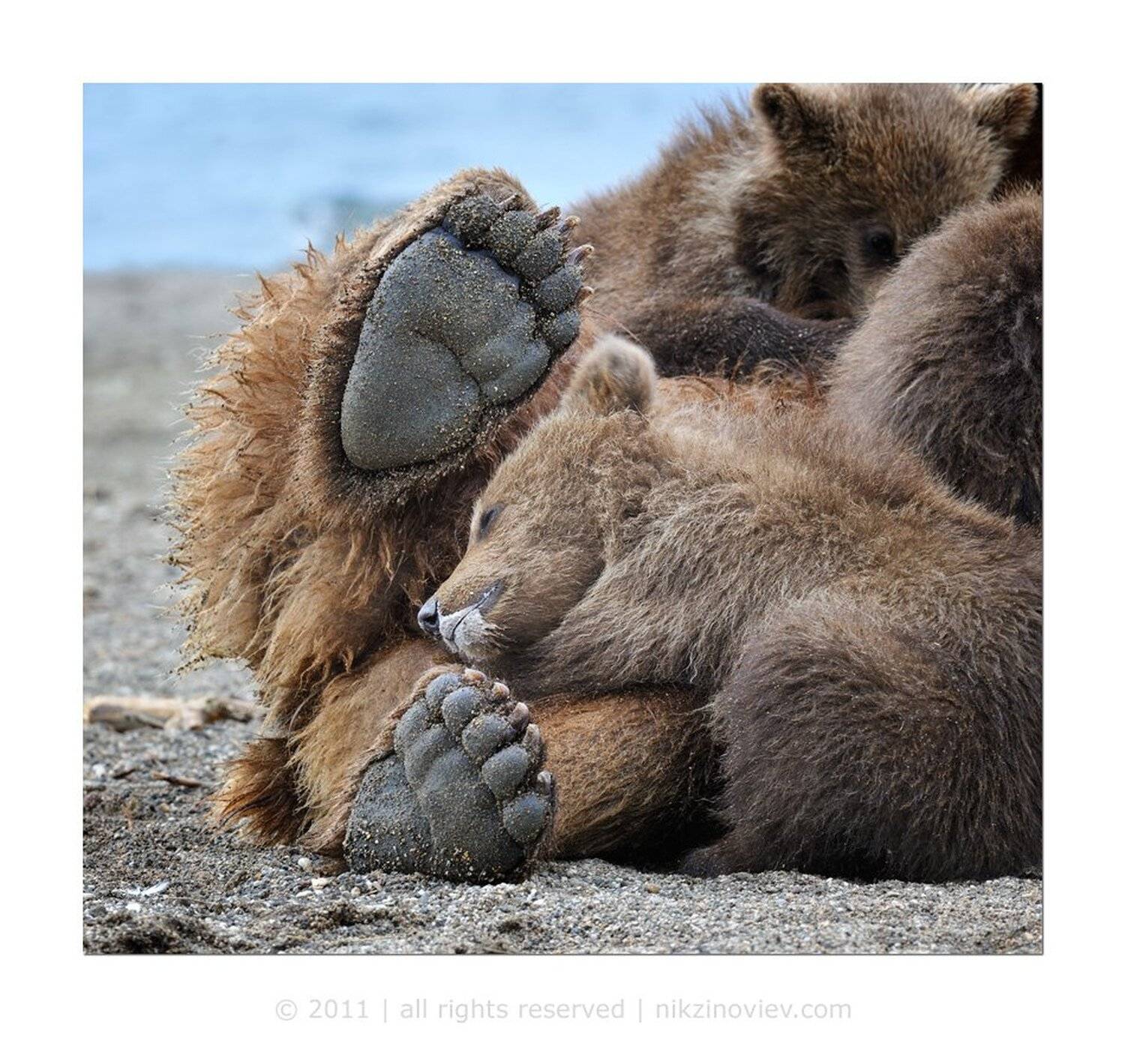 медведи, медведица, медвежата, камчатка, курильское озеро, дикая природа, россия, николай зиновьев, Николай Зиновьев