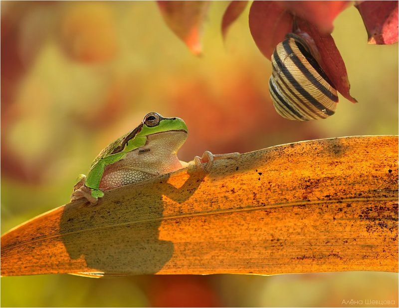 квакша, улитка, осень В огне осени фото превью