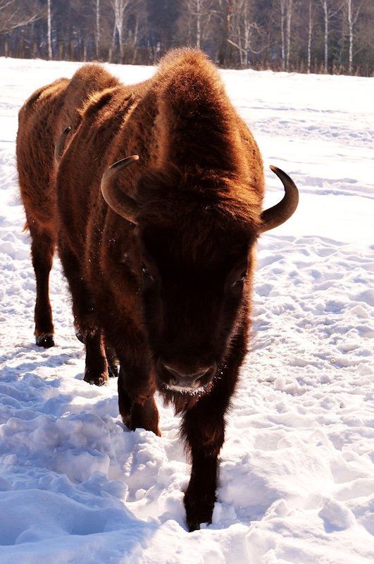 Зубры фото превью