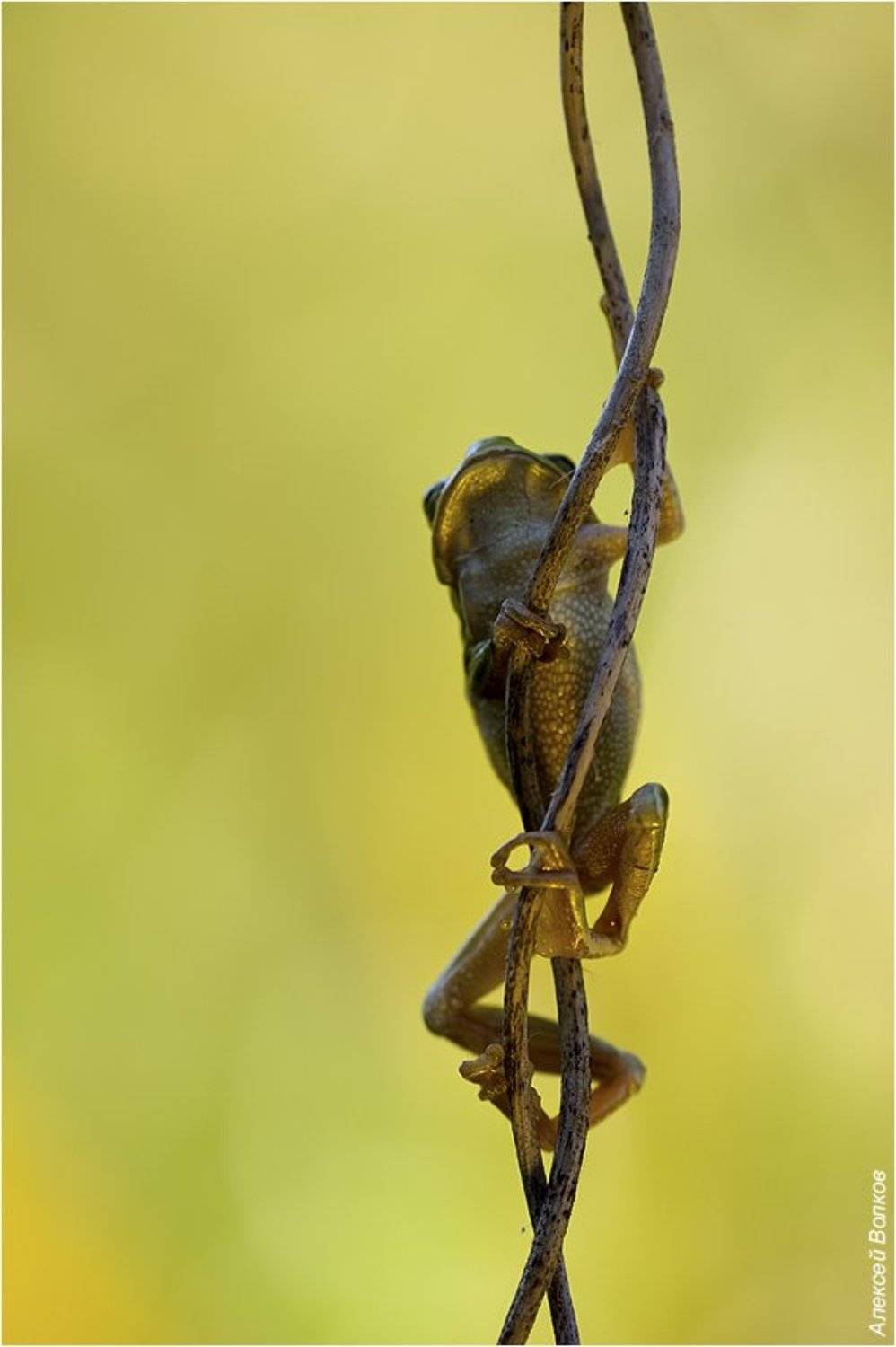 квакша обыкновенная, hyla arborea, Алексей Волков