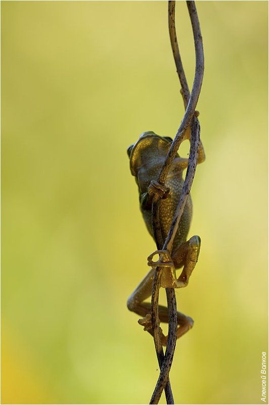квакша обыкновенная, hyla arborea Позолоченная статуэтка фото превью